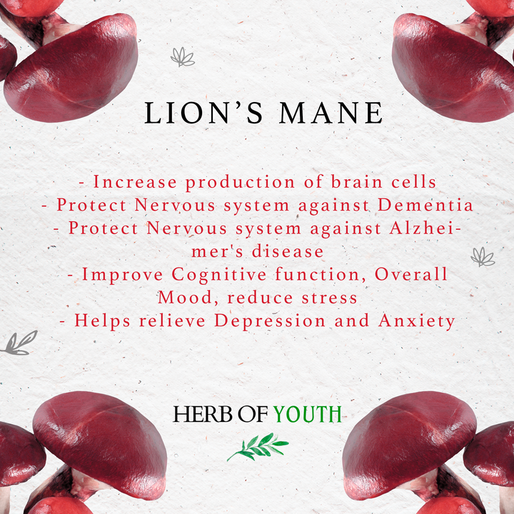 Lion's Mane Memory and Focus