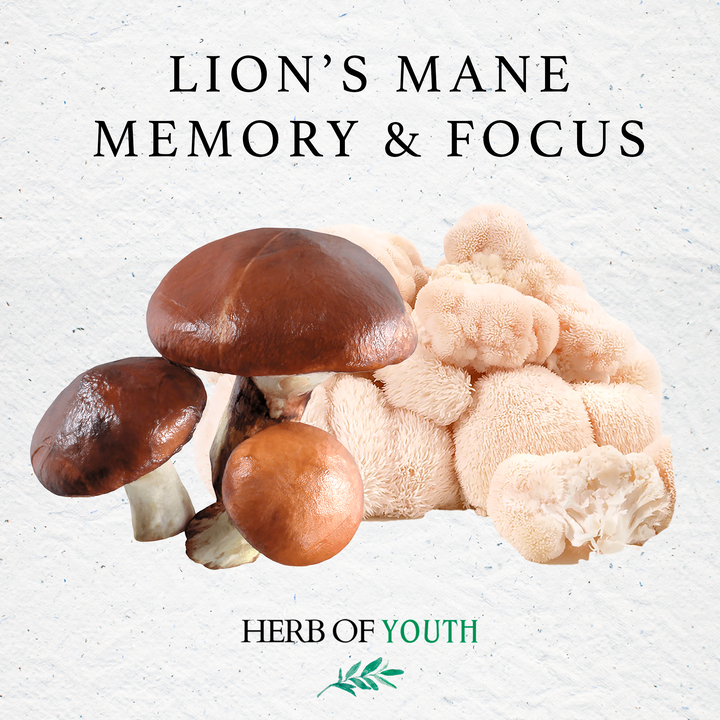 Lion's Mane Memory and Focus